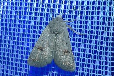 <i>Caradrina kadenii</i>