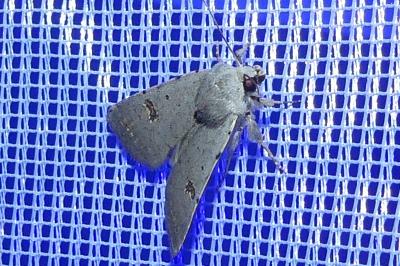 <i>Caradrina kadenii</i>