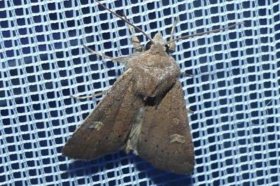 <i>Xestia xanthographa</i>