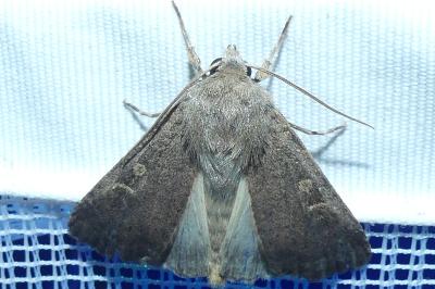<i>Xestia xanthographa</i>