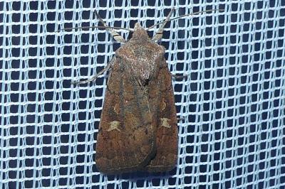 <i>Xestia xanthographa</i>