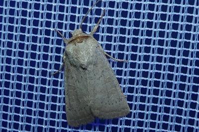<i>Hoplodrina ambigua</i>