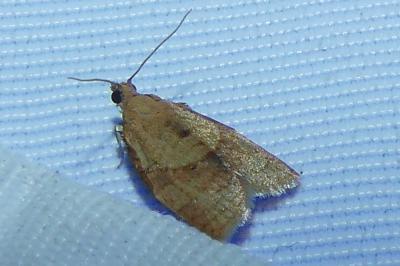 <i>Clepsis consimilana</i>