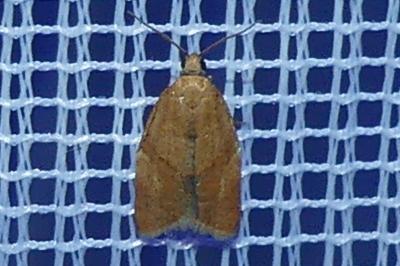 <i>Clepsis consimilana</i>