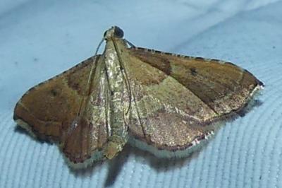<i>Endotricha flammealis</i>