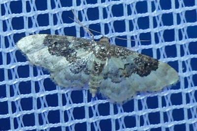 <i>Idaea rusticata</i>