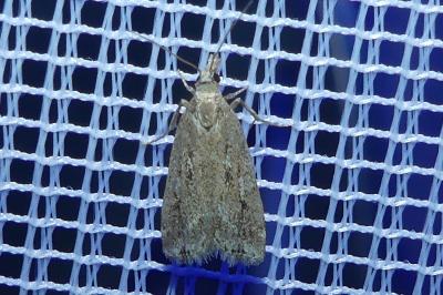 <i>Eudonia pallida</i>