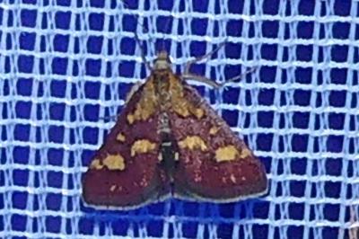 <i>Pyrausta purpuralis</i>