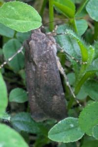 <i>Agrotis</i>