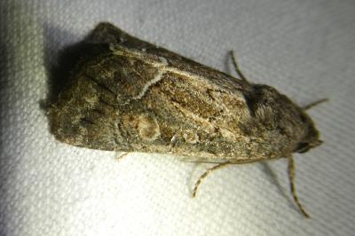 <i>Thalpophila matura</i>