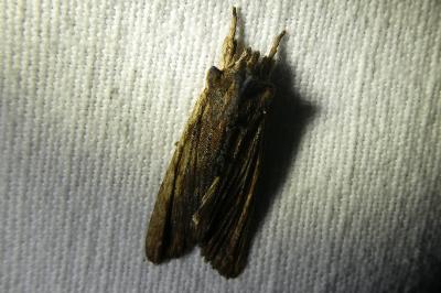 <i>Lithophane semibrunnea</i>