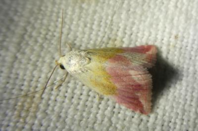 <i>Eublemma purpurina</i>