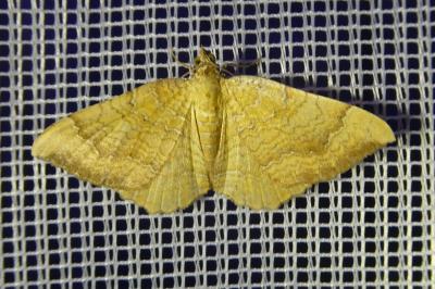 <i>Camptogramma bilineata</i>