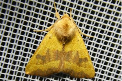 <i>Atethmia centrago</i>