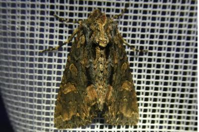 <i>Mniotype satura</i>