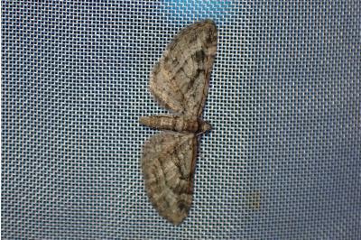 <i>Eupithecia ericeata</i>