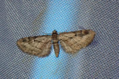 <i>Eupithecia ericeata</i>