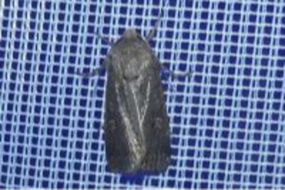 <i>Xestia xanthographa</i>
