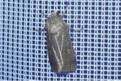 <i>Xestia xanthographa</i>