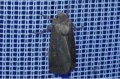 <i>Xestia xanthographa</i>