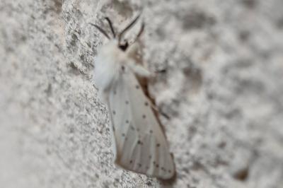 <i>Spilosoma lubricipeda</i>