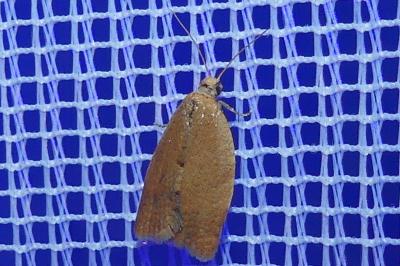 <i>Clepsis consimilana</i>