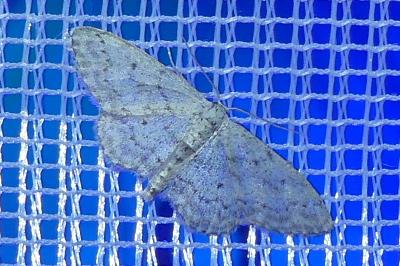<i>Idaea seriata</i>