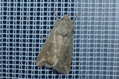 <i>Mythimna albipuncta</i>