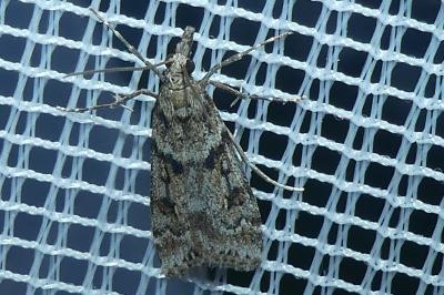 <i>Eudonia angustea</i>