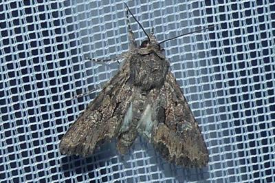 <i>Mniotype solieri</i>