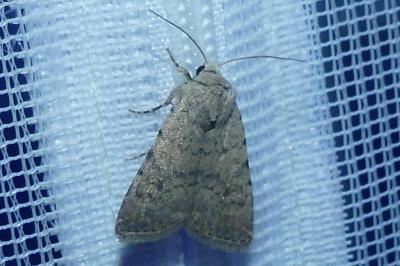 <i>Caradrina clavipalpis</i>