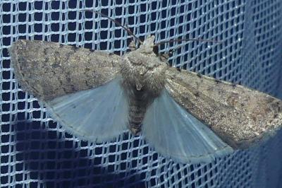 <i>Caradrina clavipalpis</i>