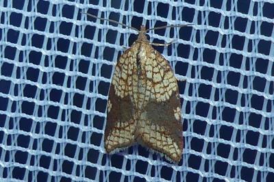 <i>Acleris rhombana</i>