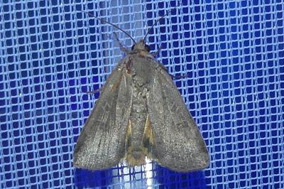 <i>Noctua comes</i>