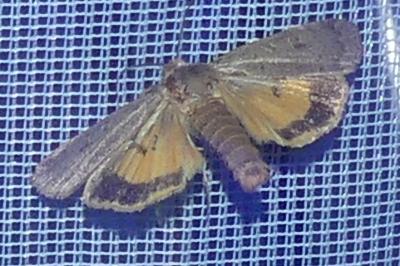 <i>Noctua comes</i>