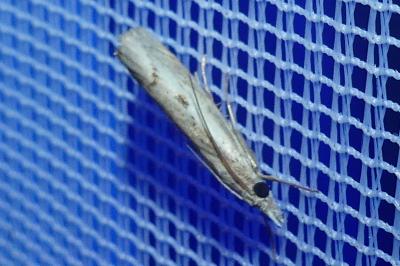 <i>Agriphila geniculea</i>