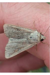 <i>Xestia xanthographa</i>