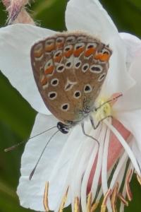 <i>Polyommatus icarus</i>