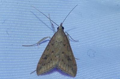 <i>Udea ferrugalis</i>