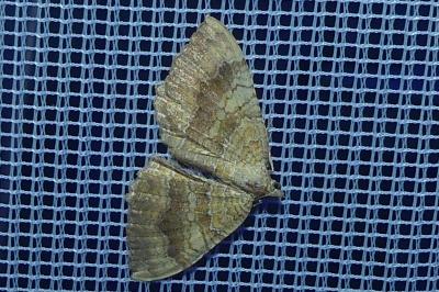 <i>Camptogramma bilineata</i>