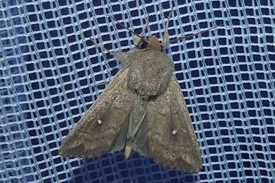 <i>Mythimna albipuncta</i>