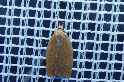 <i>Clepsis consimilana</i>