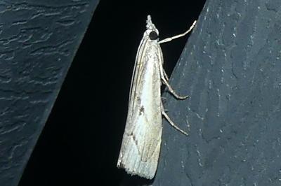<i>Agriphila geniculea/inquinatella</i>