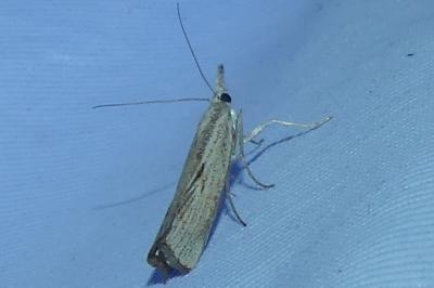 <i>Agriphila geniculea/inquinatella</i>