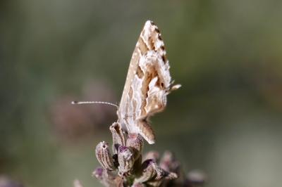 <i>Cacyreus marshalli</i>