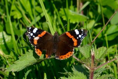 <i>Vanessa atalanta</i>