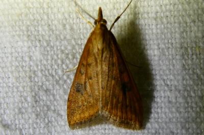 <i>Udea ferrugalis</i>