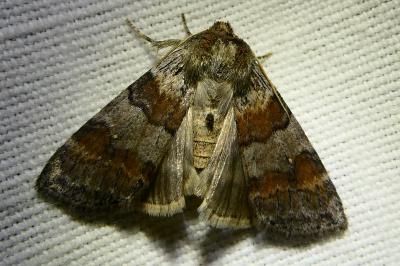 <i>Cymatophorina diluta</i>