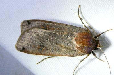 <i>Noctua pronuba</i>