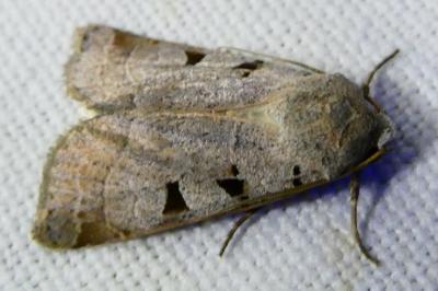 <i>Eugnorisma glareosa</i>
